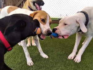 Dominion Dog Training (D.D.T.)