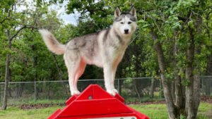 Signature K9 Training Academy