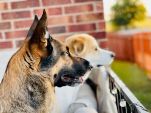 Apollo Dog Training