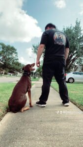 Gadget Dogs Training