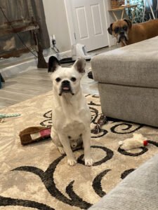 Canine City Llc Dog Training And Boarding