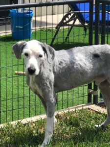 CMC Dog Training – Justin
