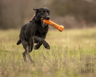 Triple Seven Gundogs