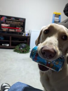 Tip Top K9 Arlington Dog Training