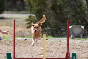 Austin Agility – Dog Training, Behavior, and Sports Academy