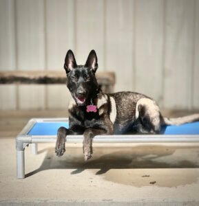 Ellis County Canine Connection, LLC