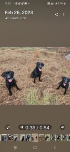 North Texas Dog Trainers