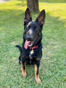 Train Your Dog | Dog Training & Behavior Coaching