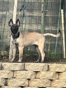 Carlisle K9 Dog Training