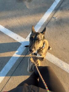 More Than Dog Training