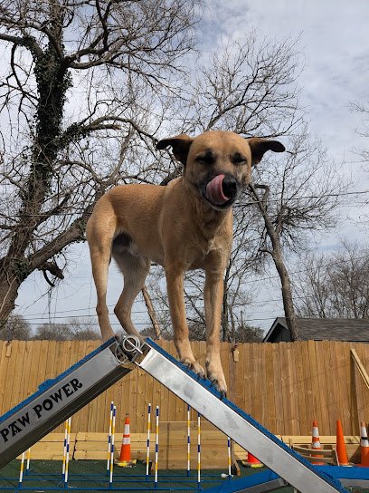 Oak Cliff Canine Academy