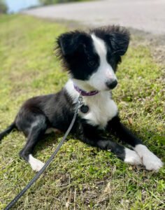 Puppy Adventure Academy