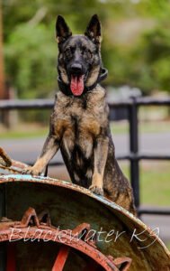 Blackwater K9
