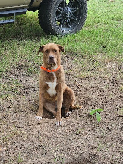 K9Cara