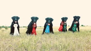 Texas Duck Dogs
