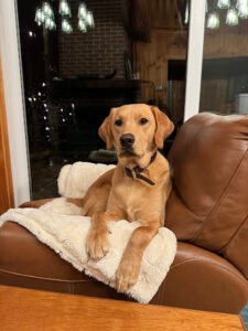 Canine Solutions Dallas