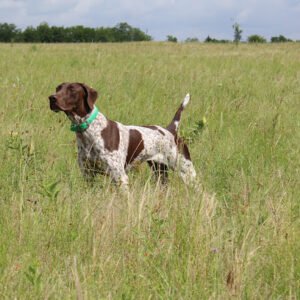 TGR Gundog Kennels