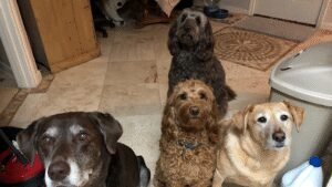 A Pawsitive Approach Dog Training