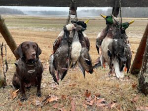 Saltgrass Retrievers
