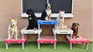 Off Leash K9 Training Amarillo