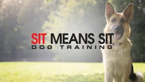 Sit Means Sit – The Woodlands, Spring & Conroe