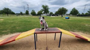 Blue Line K-9 Katy TX
