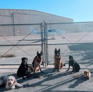Kat Dog Behavior