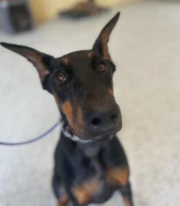 Cowboy K9 Academy