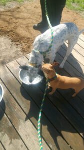 The Texas Dogfather