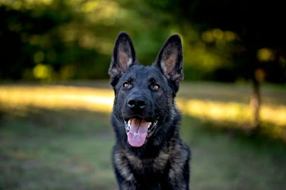 Canine Protection International