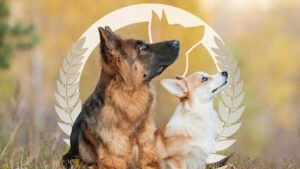 Dog Training Elite Austin