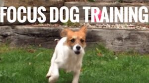 Focus Dog Training – Obedience Dog Training