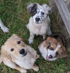 Endless Pawsibilities Canine Enrichment Retreat