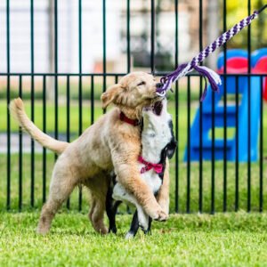 Stephanie Bennett’s Believe in Dog