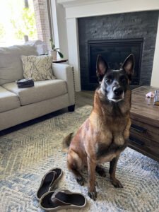 Voraussehen kennels llc