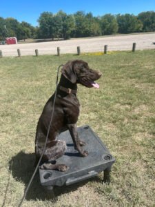 Proven K9 Training DFW