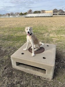 Blue Chip K9