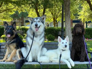 Tip Top K9 Dog Training