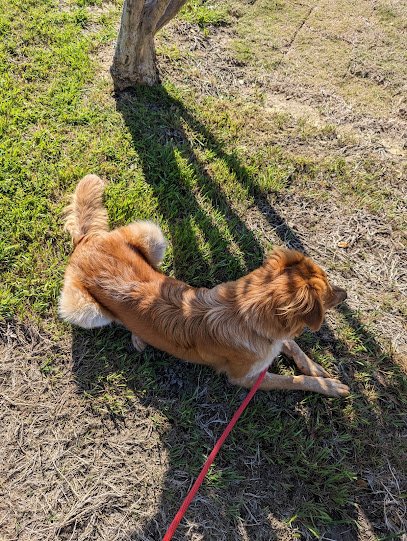 Top Dog Texas