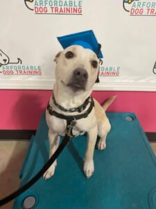 Arfordable Dog Training