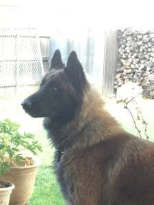 The Disciplined Dog