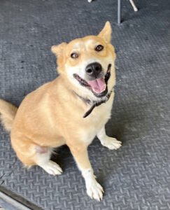HappyGentle Dogs