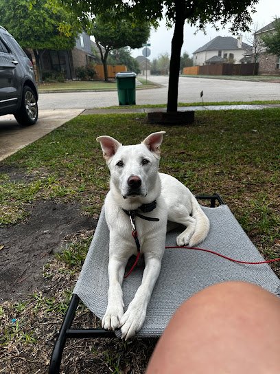 Total Dog