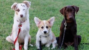 Texas K-9 Academy