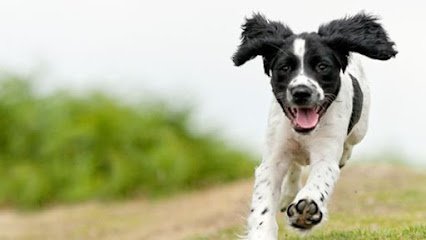 A Pack Nation Dog Training