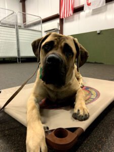 Semper Amici Canine Training