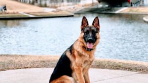 Off Leash K9 Training Texas