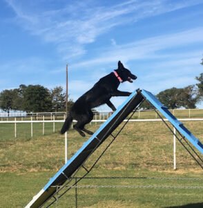Texas K9 University, LLC – by appointment only