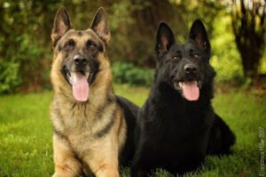 Critical Canine Dog Training