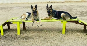 Paws Down Best Dog Training